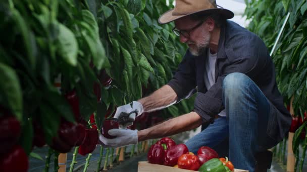 Mature man harvesting pepper in hothouse — Stock Video