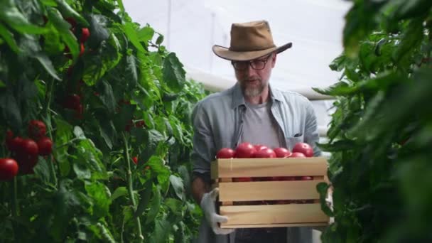 Gammal bonde med tomater nära kollega — Stockvideo