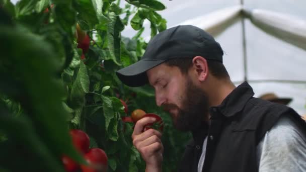 Mężczyzna rolnik jedzący pomidory z krzaków — Wideo stockowe