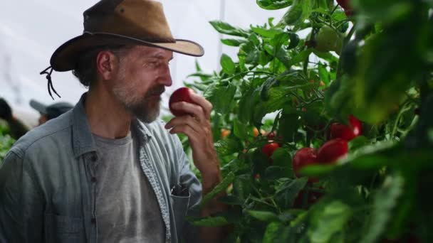 Midaldrende mand spiser tomat fra busk – Stock-video
