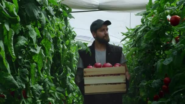 Mannelijke landbouwer met tomaten die planten onderzoeken — Stockvideo