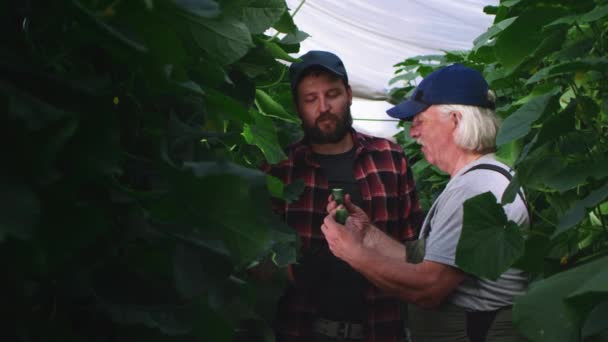 Male gardeners examining ripe cucumber in hothouse — Stock Video