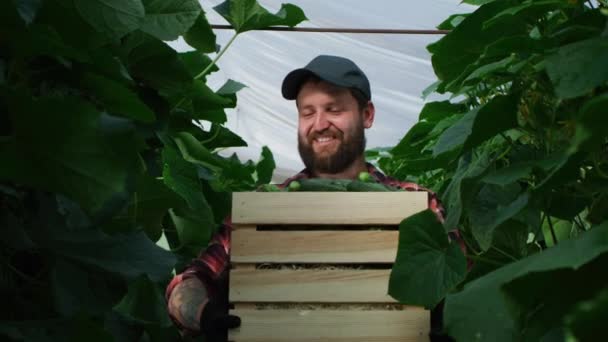 Jardinier barbu optimiste avec caisse de concombres — Video