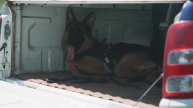 Acil servis köpeği bagajda.