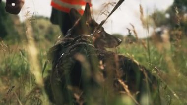 Kurtarma ekibinin yanında köpek var.