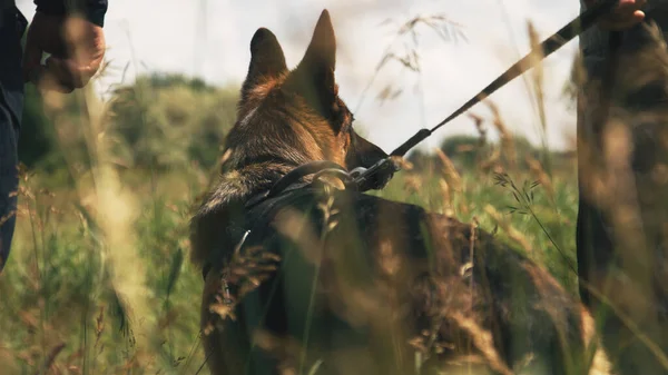 現場の救助者の近くの犬 — ストック写真