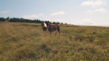 Yazın otlakta yürüyen atlar