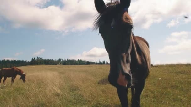 成群的马在山上吃草 — 图库视频影像