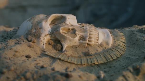 모래에 목걸이를 단 인간의 두개골 — 비디오