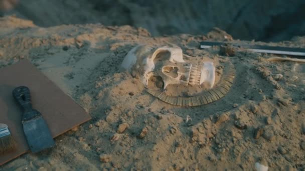 考古遗址上的人类头骨 — 图库视频影像