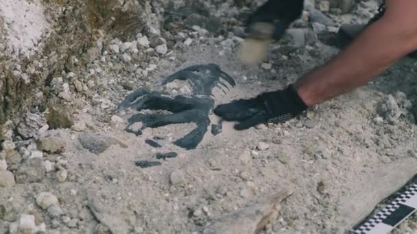 Anonymer Archäologe enthüllt Dinosaurierknochen — Stockvideo