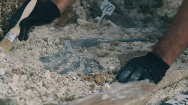 Arqueólogo de cultivos excavando huesos de dinosaurios — Foto de Stock
