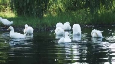 kazlar Nehri üzerinde
