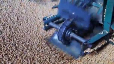 Olgun sarı bezelye hasadı