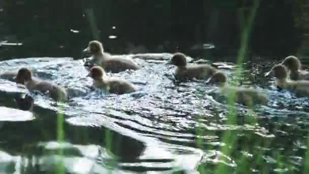 Petits canards sur la rivière 