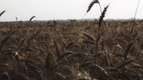 Um campo com trigo — Vídeo de Stock