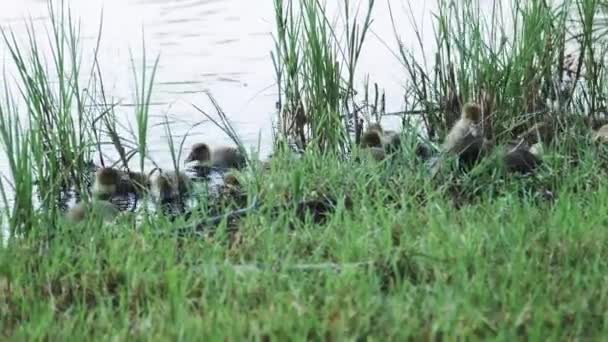 Маленькие утки на реке — стоковое видео