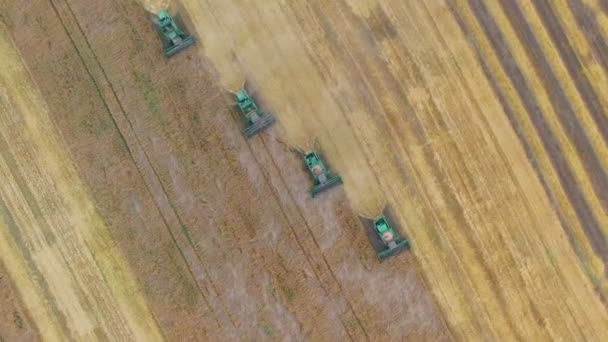 Aerial 4K wheat harvesting — Stock Video