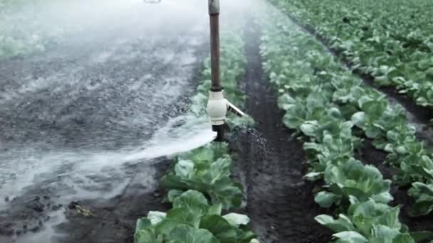 Veld irrigatie van kool — Stockvideo