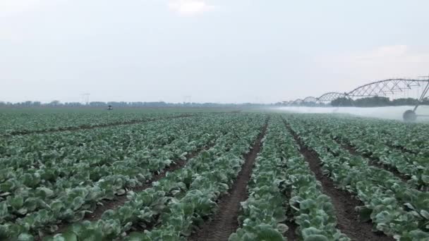 Field irrigation of cabbage — Stock Video