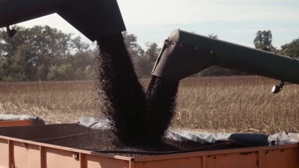 Combineert lossen zonnebloem — Stockvideo