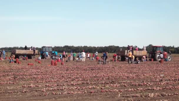 Ludzie zbioru cebuli na polu Farm Tavria Skif — Wideo stockowe