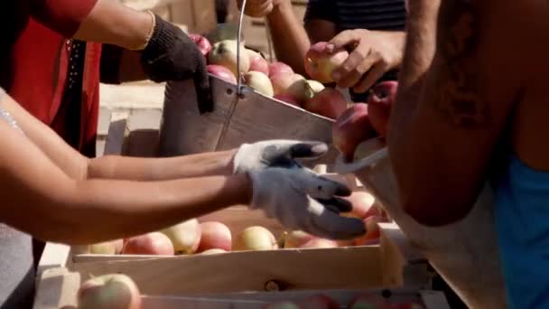 Люди собирают яблоки. Орчард — стоковое видео