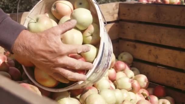 Zaporozhye, Oekraïne - 10 September 2015: Giet de man uit appels in een grote doos. Oogsten in het dorp van Razdol, een boerderij Tavriya Skif — Stockvideo