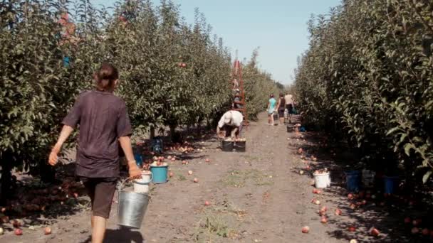 Ludzie zbiorów jabłek w sadzie — Wideo stockowe