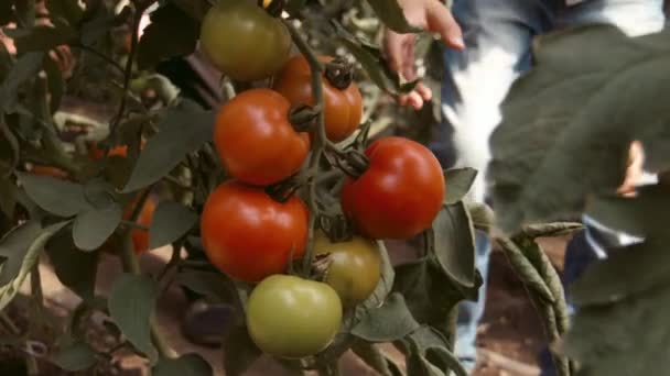 Oekraïne, Zaporozhye - 10 September 2015: De jongen plucks een tomaat uit een struik in groen huis — Stockvideo