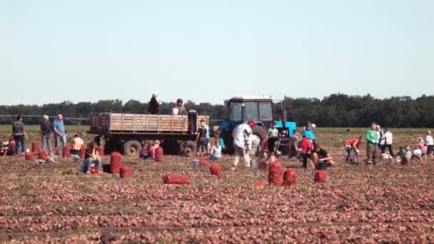 Ukraina, Zaporozhye - 10 September 2015: Människor skörda lök på fältet — Stockvideo