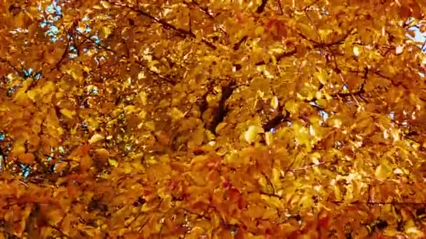 Желтые листья на дереве — стоковое видео