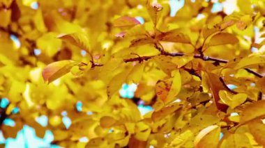 Sonbahar. Bir ağaç üzerinde sarı yapraklar