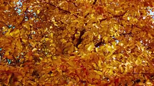 Hojas amarillas en un árbol — Vídeo de stock