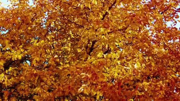 Hojas amarillas en un árbol — Vídeos de Stock