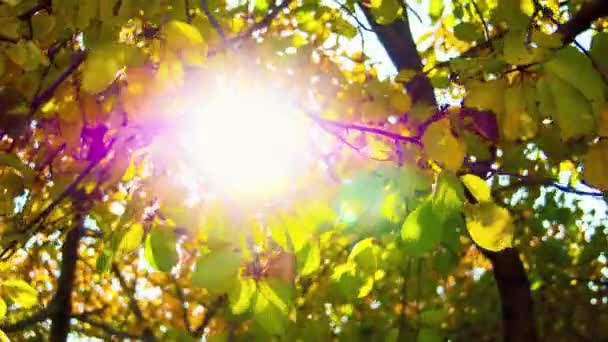 Сонце через жовте листя — стокове відео