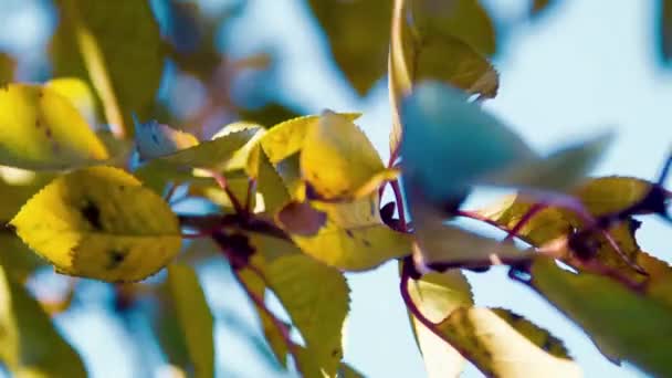 Otoño. Hojas amarillas en un árbol — Vídeo de stock