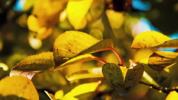 Outono. Folhas amarelas em uma árvore — Vídeo de Stock