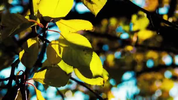 Otoño. Hojas amarillas en un árbol — Vídeos de Stock