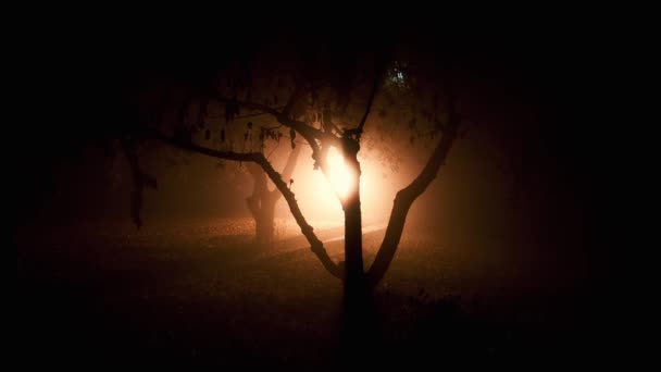 Luz estranha na madeira, uma silhueta de árvores — Vídeo de Stock