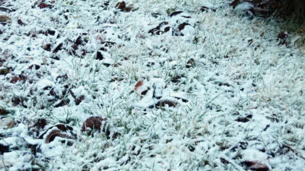 La primera nieve cae sobre una hierba — Vídeo de stock