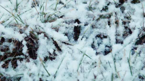 Den första snön faller på en gräs — Stockvideo