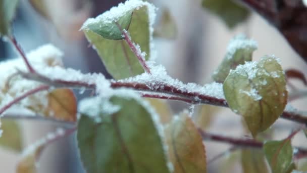 La prima neve cade su foglie su un albero — Video Stock