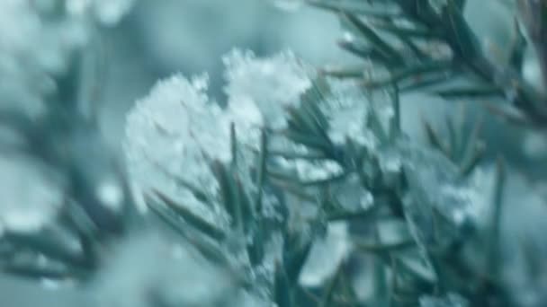 Το πρώτο χιόνι πέφτει πάνω σε ένα δέντρο — Αρχείο Βίντεο