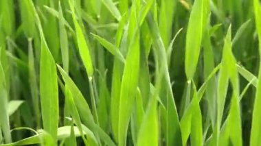 Yeşil buğday alanında