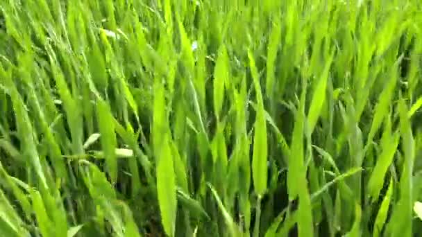 Зеленая пшеница на поле — стоковое видео