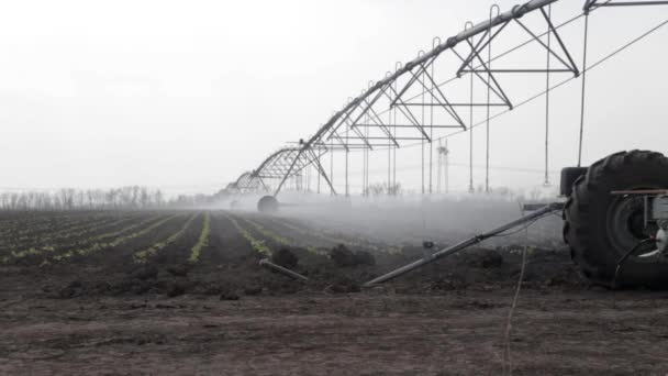 Sproeier sprays water op veld met jonge kool — Stockvideo