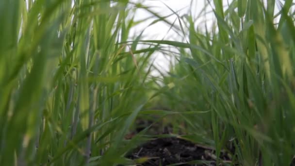 Зеленая пшеница на поле — стоковое видео