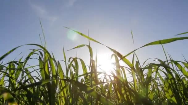 Зелена пшениця на полі — стокове відео