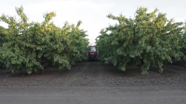 Opryskiwacz spraye wiśniowy sad — Wideo stockowe